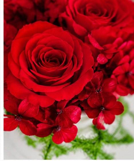 Preserved red roses